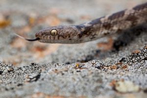 European cat snake (Telescopus fallax)