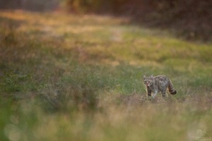Pisică sălbatică fotografiată în poiana unde am stat la boncănitul cerbilor