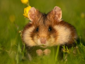 Fotograf de wildlife