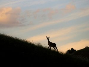 Fotograf de wildlife
