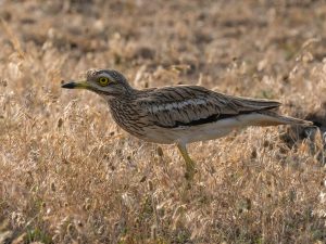 Fotografie de wildlife în Dobrogea