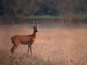Fotograf de wildlife
