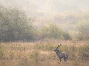 Fotograf de wildlife în Ținutul Buzăului