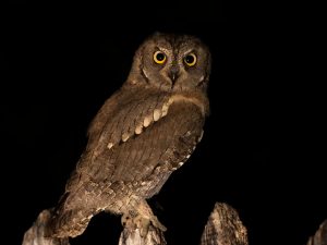 Fotograf de wildlife