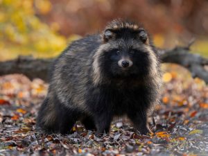 Fotograf de wildlife