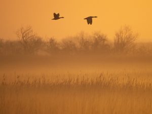 Fotograf de wildlife