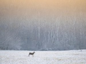 Fotograf de wildlife