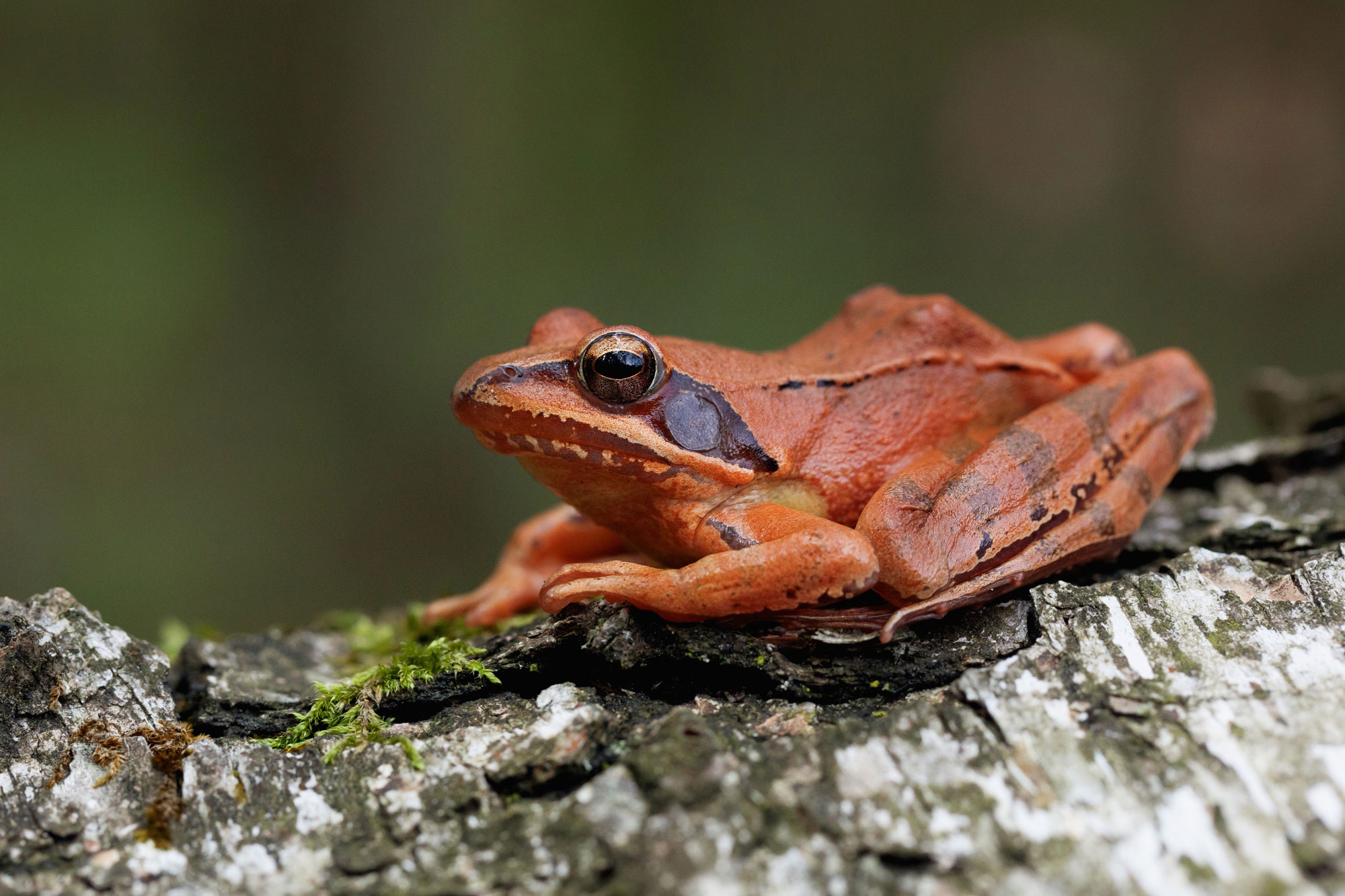 Broasca roșie de pădure găsită în capcanele antropice din județul Brașov