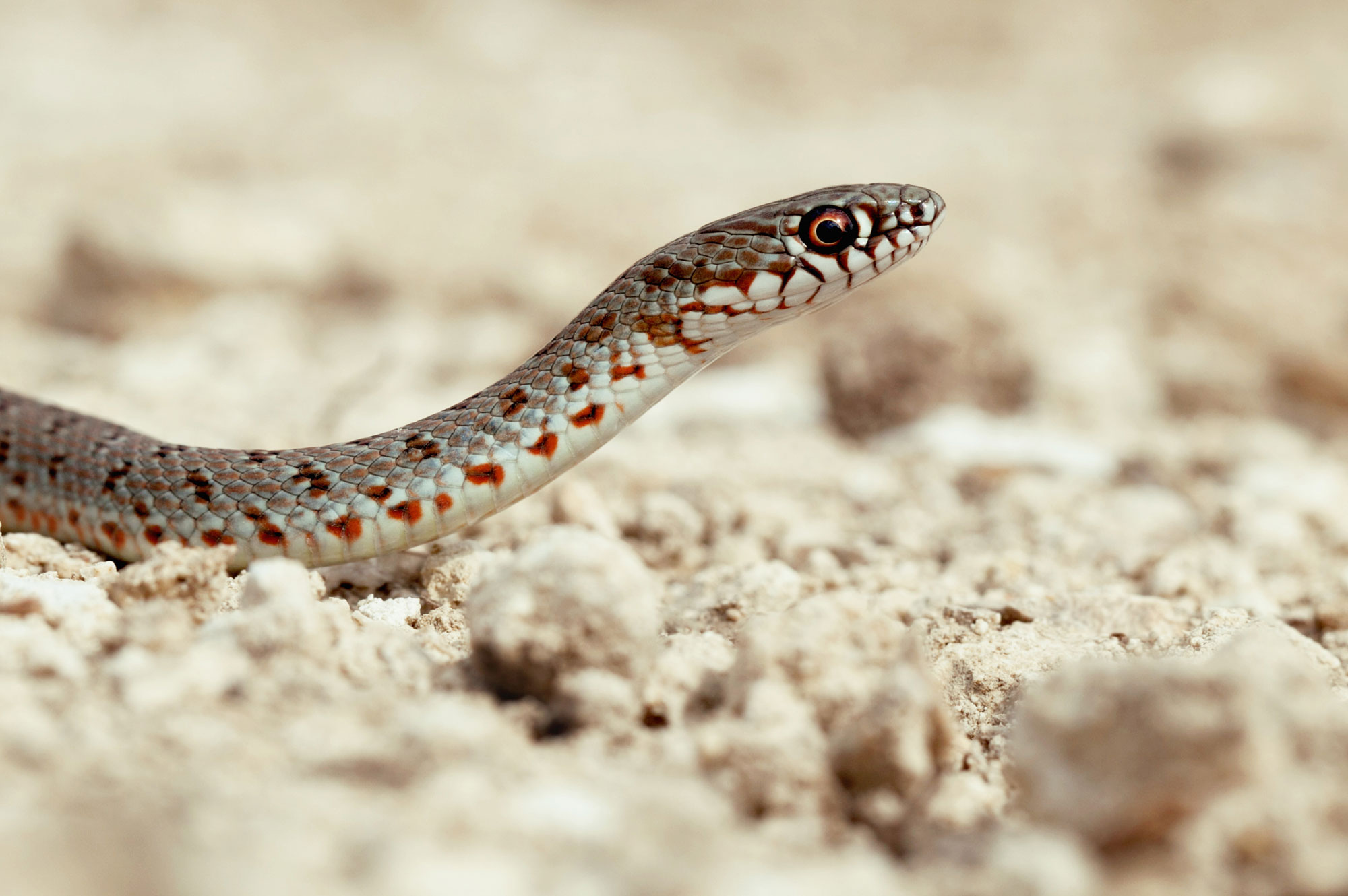Reptile și amfibieni - Șarpele rău (Dolichophis caspius) - juvenil