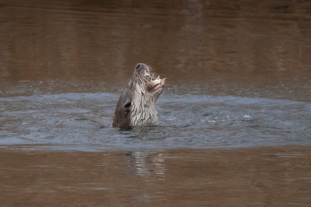 Vidra (Lutra lutra)