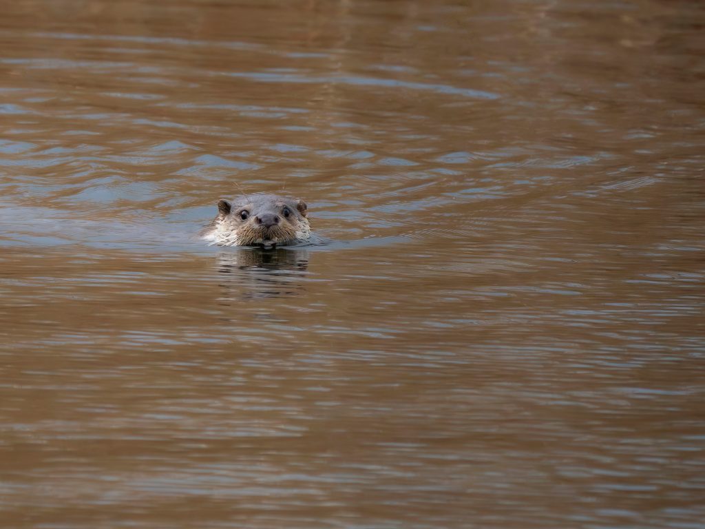 Vidra (Lutra lutra)