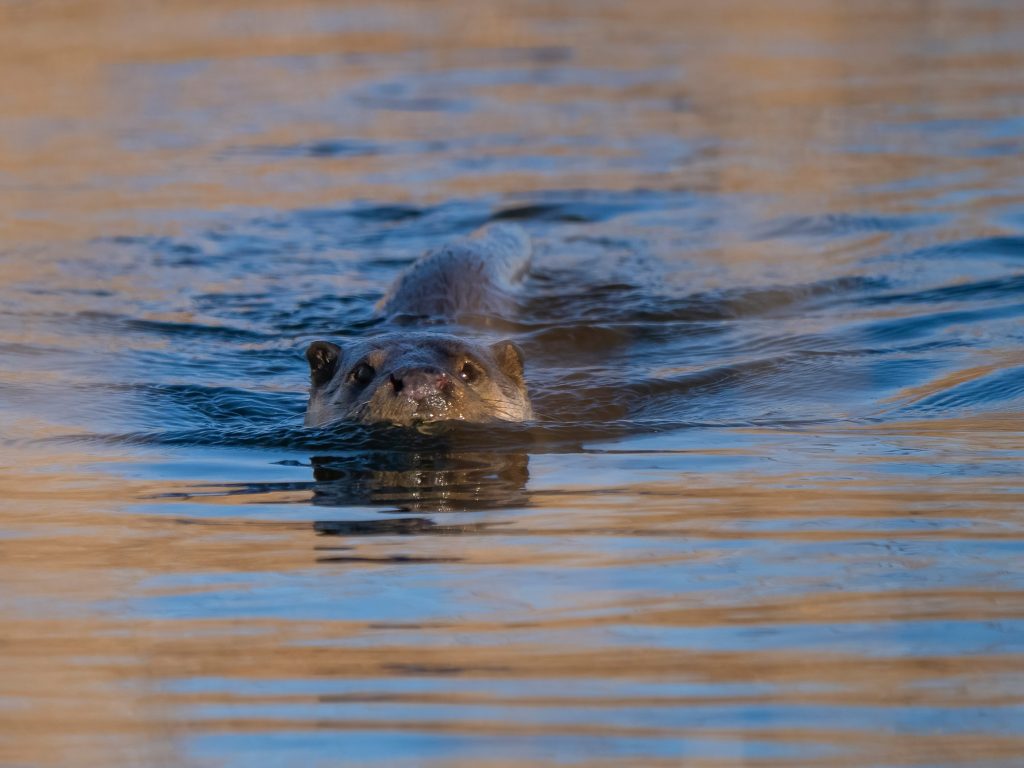 Vidra (Lutra lutra)