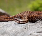 "Vipera de Fagaras"